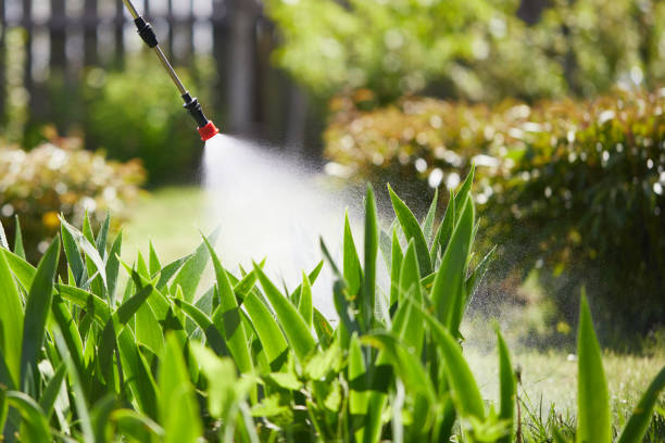 24/7 Emergency Termite Control experts in Diamondhead, MS